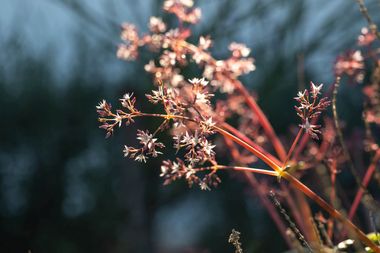 02 inverroche plants 7