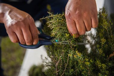 01 fynbos ingredients ql3h7198