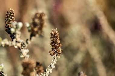 04 inverroche plants 17